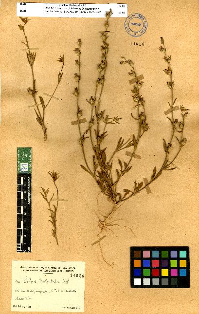 spécimen de Silene sp.