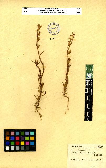 spécimen de Silene sp.