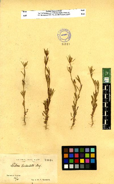 spécimen de Silene sp.