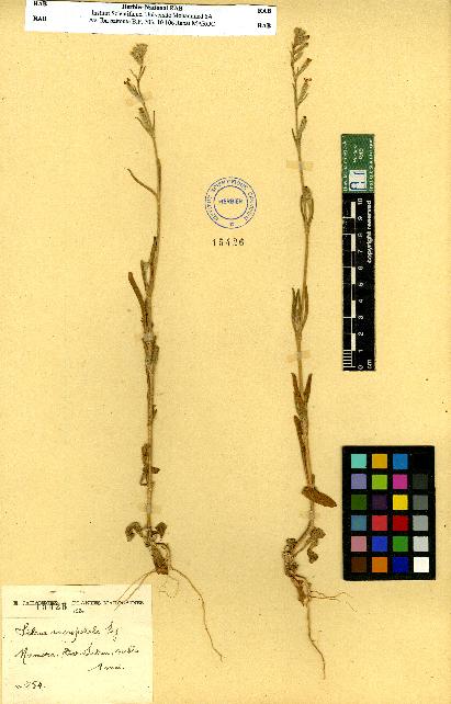 spécimen de Silene sp.