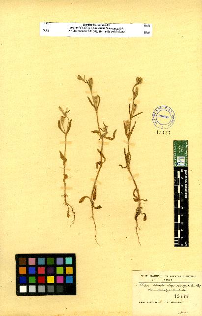 spécimen de Silene sp.