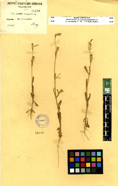 spécimen de Silene sp.