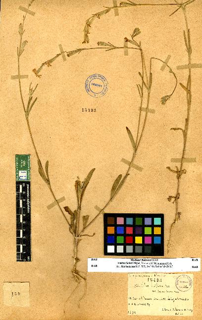 spécimen de Silene sp.