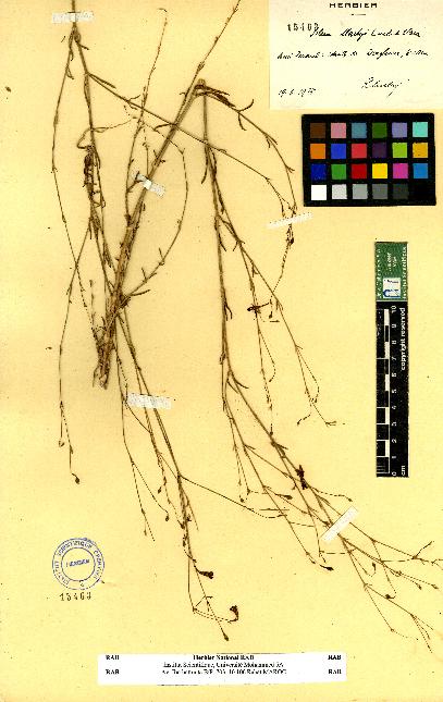 spécimen de Silene sp.