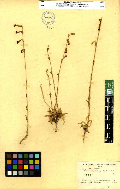 spécimen de Silene sp.