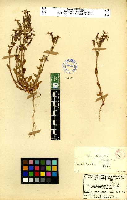 spécimen de Silene sp.