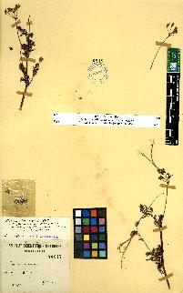 spécimen de Erodium sp.