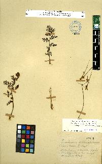 spécimen de Erodium sp.