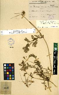 spécimen de Erodium sp.