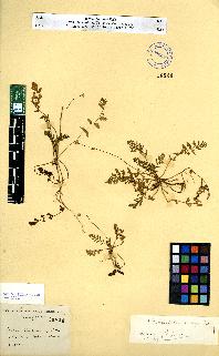 spécimen de Erodium sp.