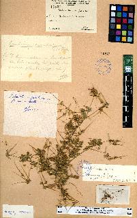 spécimen de Erodium sp.