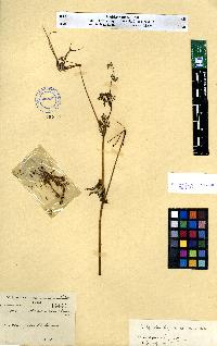 spécimen de Erodium sp.