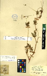 spécimen de Erodium sp.