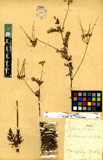 spécimen de Erodium sp.