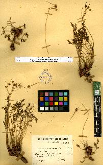 spécimen de Erodium sp.