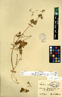 spécimen de Erodium sp.