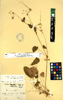 spécimen de Erodium sp.