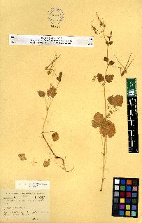 spécimen de Erodium sp.