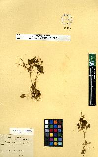 spécimen de Erodium sp.