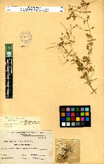 spécimen de Erodium sp.