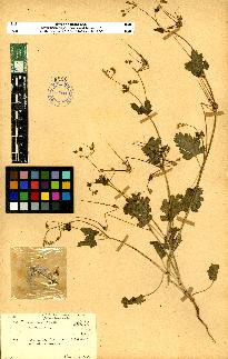 spécimen de Erodium sp.