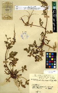 spécimen de Erodium sp.