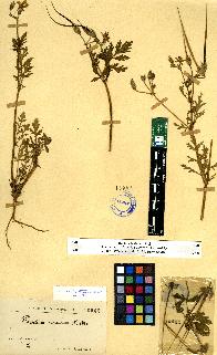 spécimen de Erodium sp.