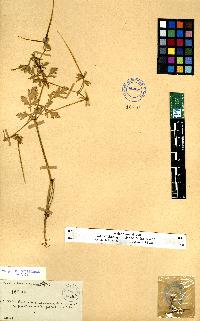 spécimen de Erodium sp.