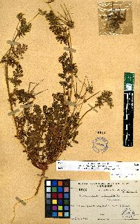 spécimen de Erodium sp.