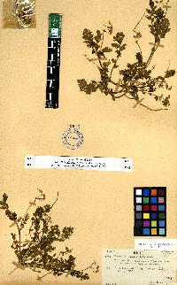 spécimen de Erodium sp.