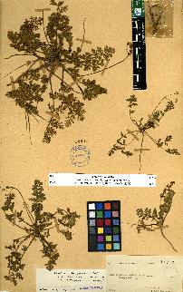 spécimen de Erodium sp.