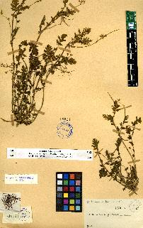 spécimen de Erodium sp.