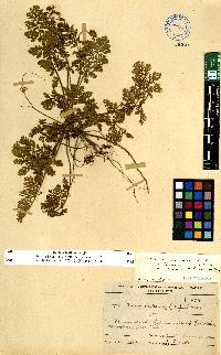 spécimen de Erodium sp.