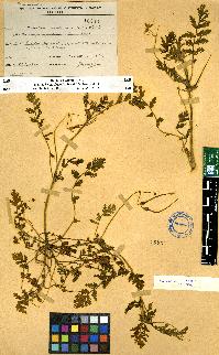 spécimen de Erodium sp.