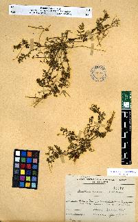 spécimen de Erodium sp.