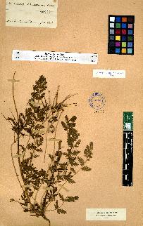 spécimen de Erodium sp.