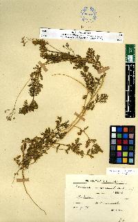 spécimen de Erodium sp.