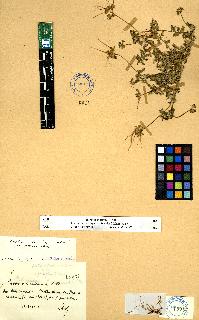 spécimen de Erodium sp.