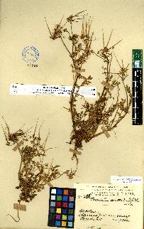 spécimen de Erodium sp.