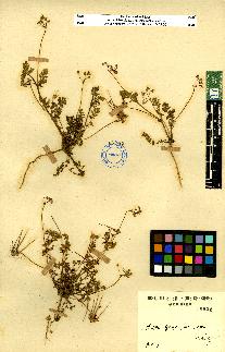 spécimen de Erodium sp.