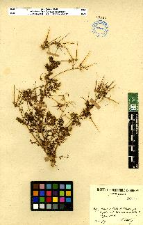 spécimen de Erodium sp.