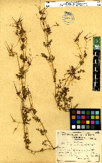 spécimen de Erodium sp.