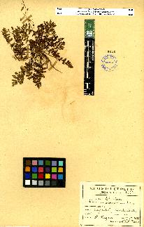 spécimen de Erodium sp.