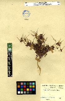 spécimen de Erodium sp.