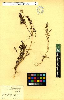 spécimen de Erodium sp.