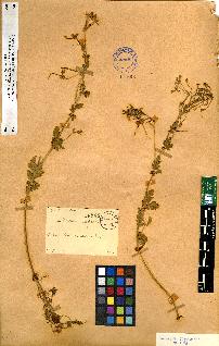 spécimen de Erodium sp.