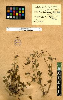 spécimen de Erodium sp.