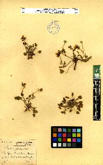 spécimen de Erodium sp.