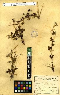 spécimen de Erodium sp.