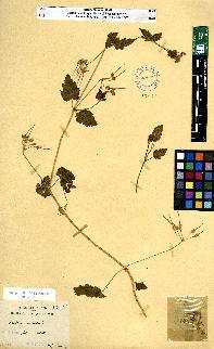 spécimen de Erodium sp.